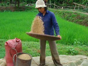 Working in the Rice Fields