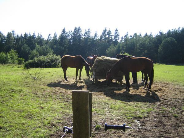 The horses we rode 