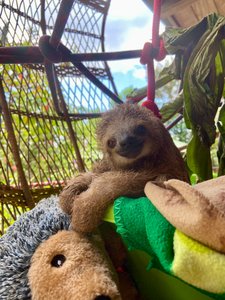 Baby Three-toed Sloth