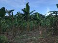 The famous “Chiquita” banana plantations