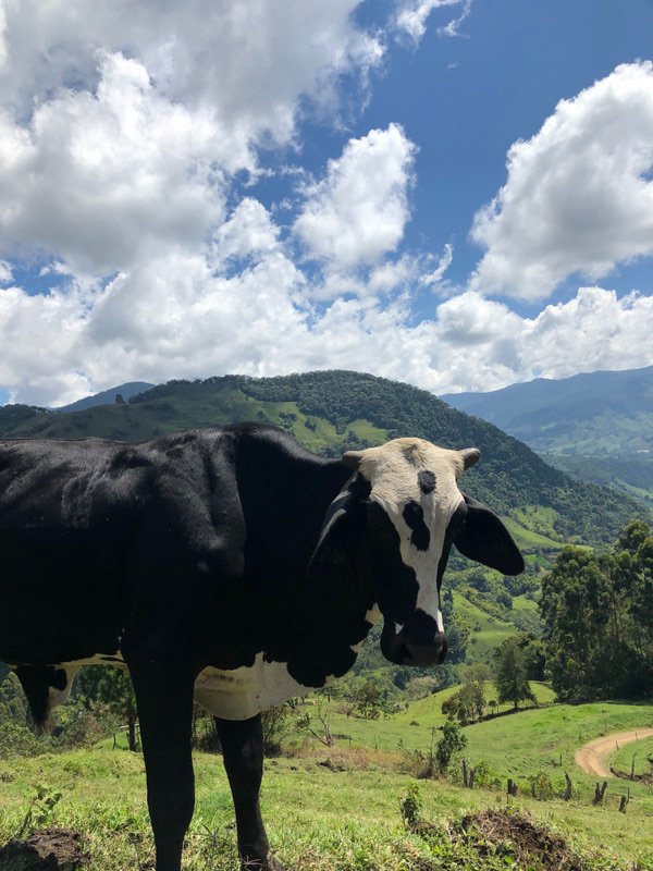 Colombian cows