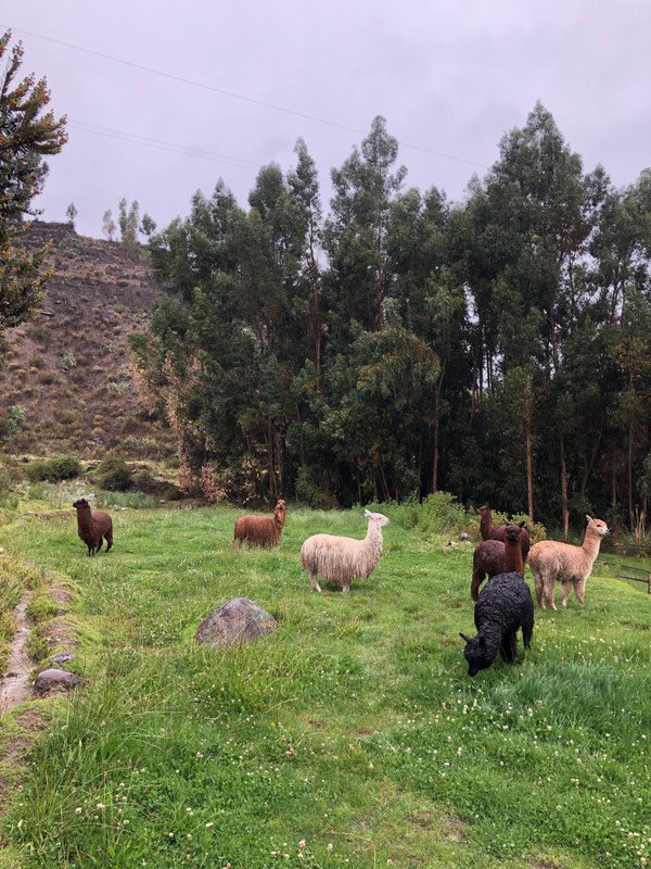 Alpaca and Llama friends