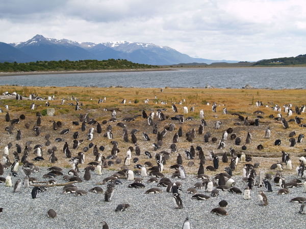 Penguin Colony