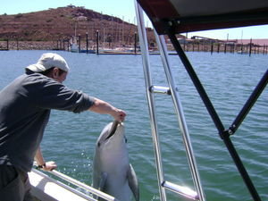 Feeding the dolphins on our way out to go fishing.