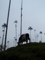 A cow and palm trees in the clouds?!