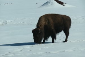 Big blob of bison in snow 