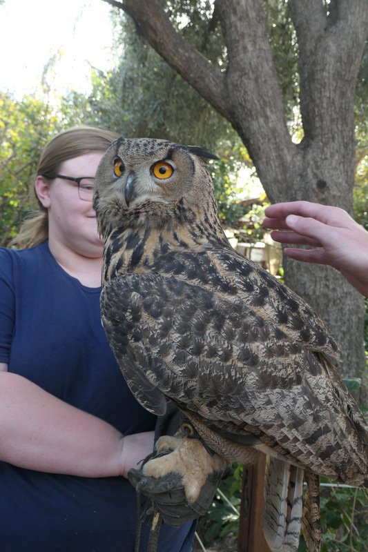 Beautiful Eagle Owl