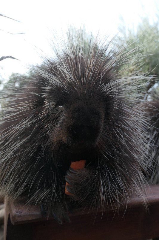 Porcupine lunch