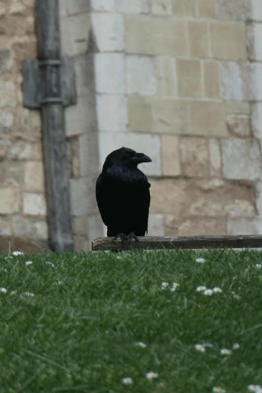 One of the ravens