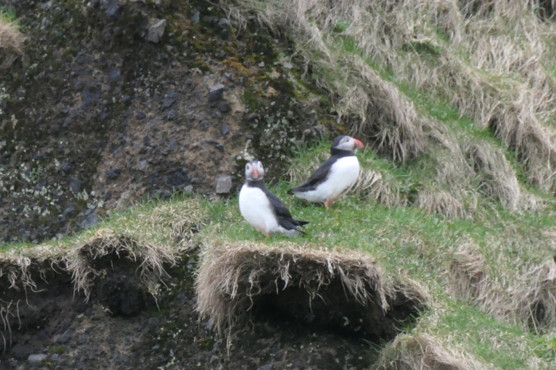 Puffins! We saw puffins!