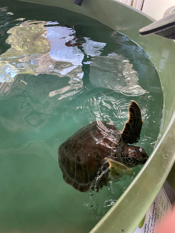 One of the rescued turtles