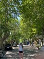 Beautiful tree-lined streets