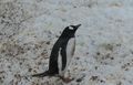 Great weather if you’re a gentoo penguin 