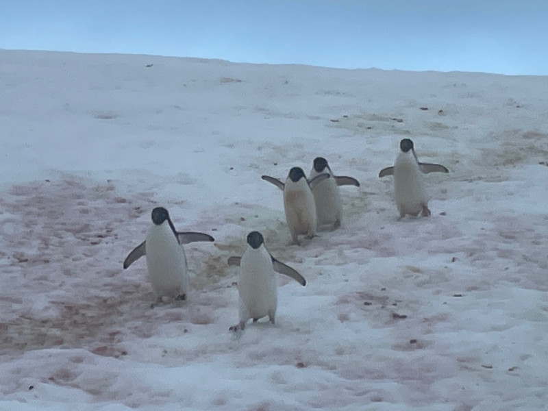 The welcoming party of Adelie penguins