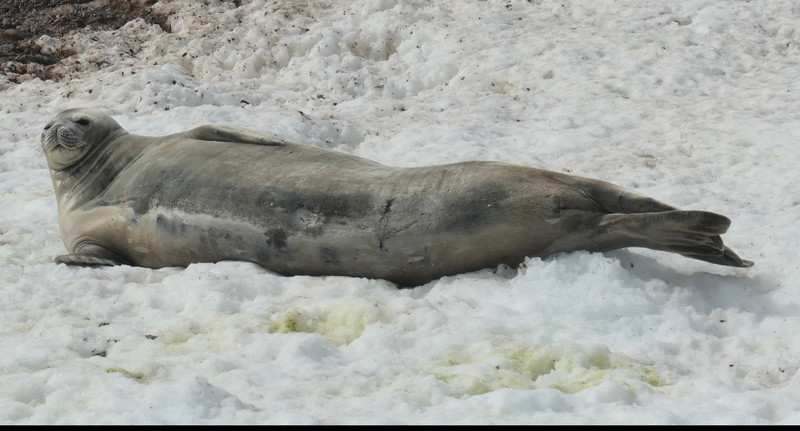 Weddell seal wakes to greet us