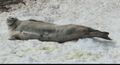 Weddell seal wakes to greet us