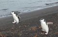 Welcome to Deception Island, we be your guides