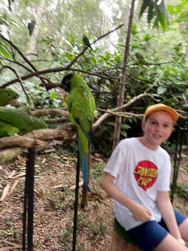 Parrots - smaller but just as flappy 