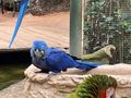 The perpetrator - hyacinth macaw 