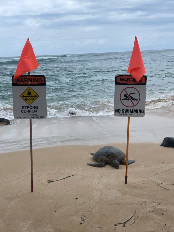 Turtle is very observant of instructions 