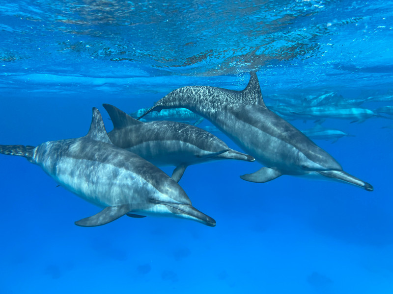 Hello beautiful dolphins