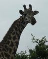 Beautiful giraffe