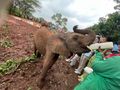 Baby elephant having his meal