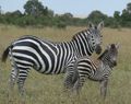 Beautiful baby zebra