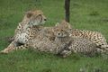 Cheetah mum and cubs