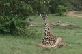 Baby giraffe taking a break