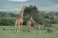 Beautiful Maasai giraffes