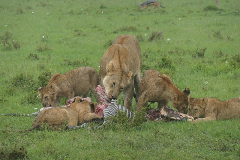 Lion buffet
