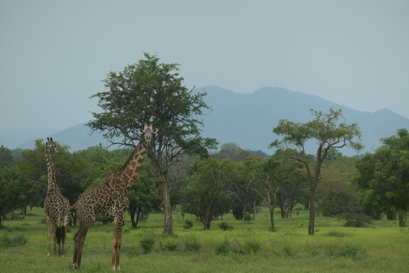 Magnificent hill full of dirt with giraffes in front