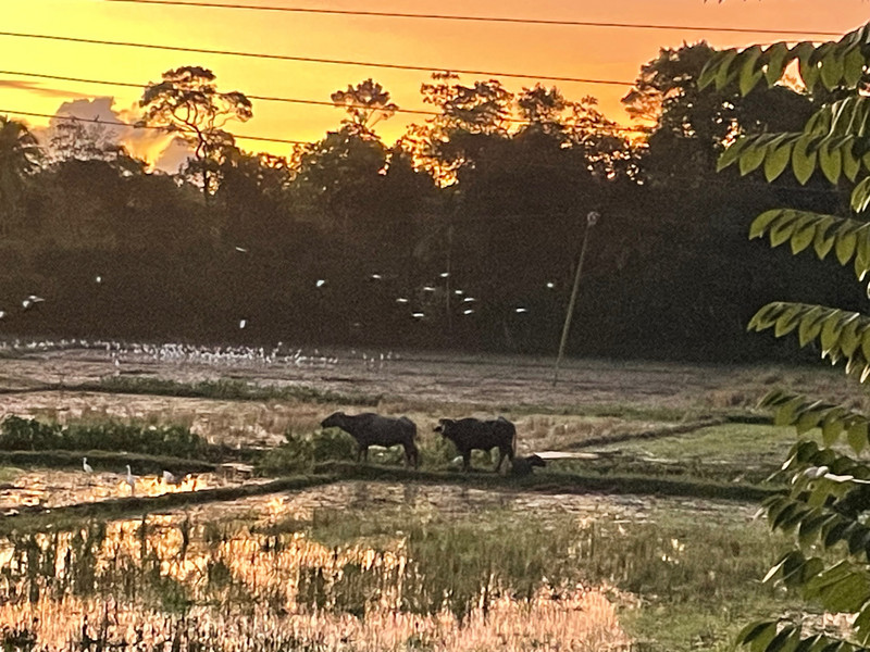 Sunrise over the paddies