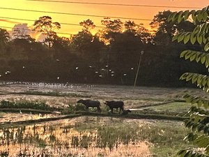 Sunrise over the paddies