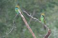 Beautiful bee-eaters