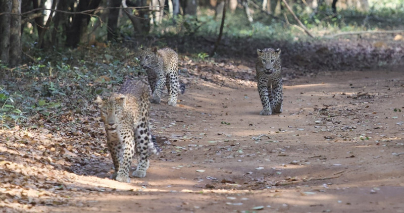 Sighting 2 - Cleopatra and cubs