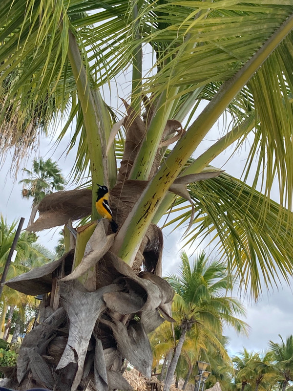 A Troupial bird chilling