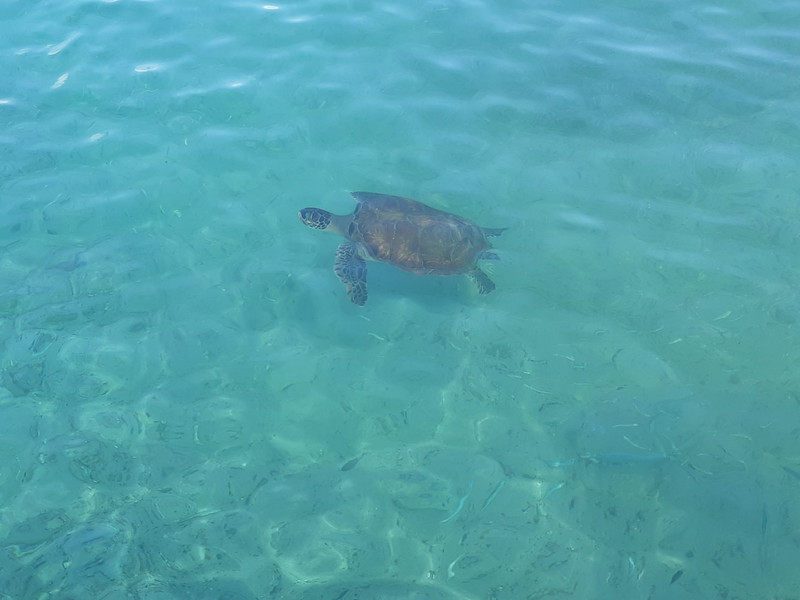 Baby turtle at Fisherman’s bay