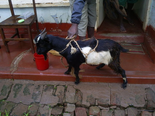 My Goat