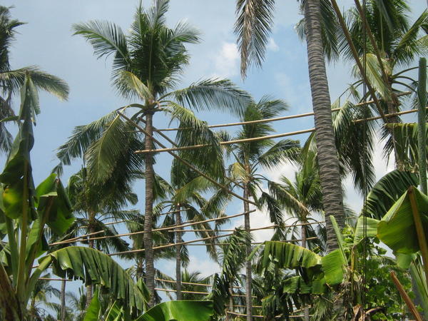 coconut in Batangas
