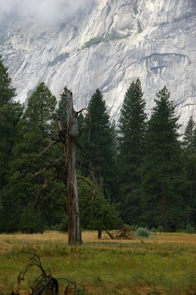 Yosemite Meadow.