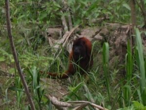 Another red howler monkey