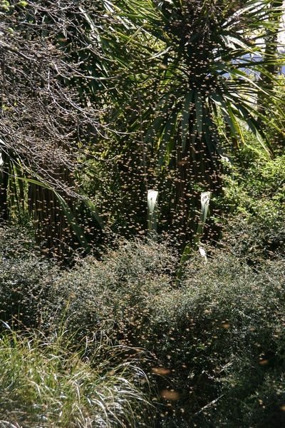 Bee swarm.