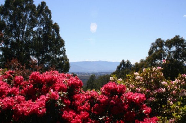 The rhododendron gardens.