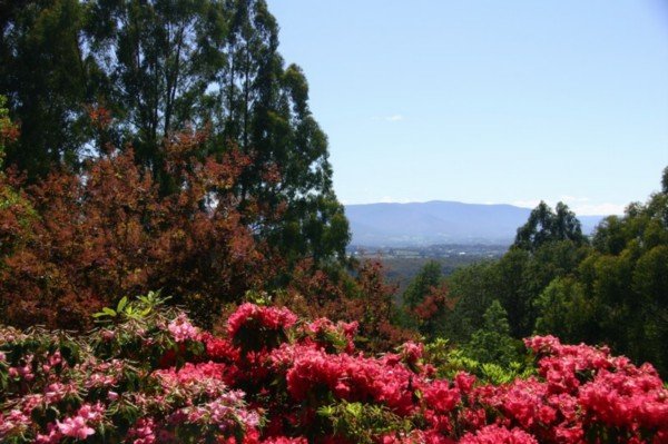 The rhododendron gardens.