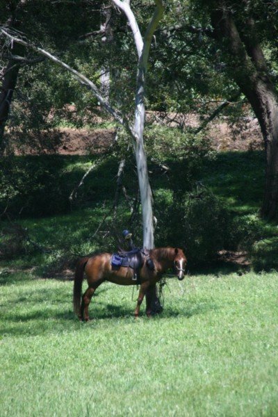 Horse tied up at the picnic spot.