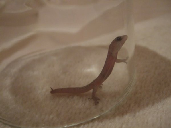 Skink - waiting at the top of our stairs.