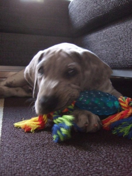 8 - His favourite chew toy.