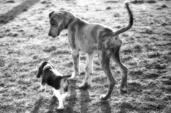 Hucks' beagle mate.